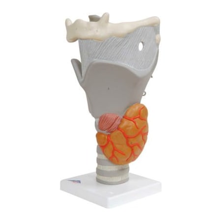 Fabrication Enterprises 3B Anatomical Model - Functional Larynx (2.5X Size) 975169